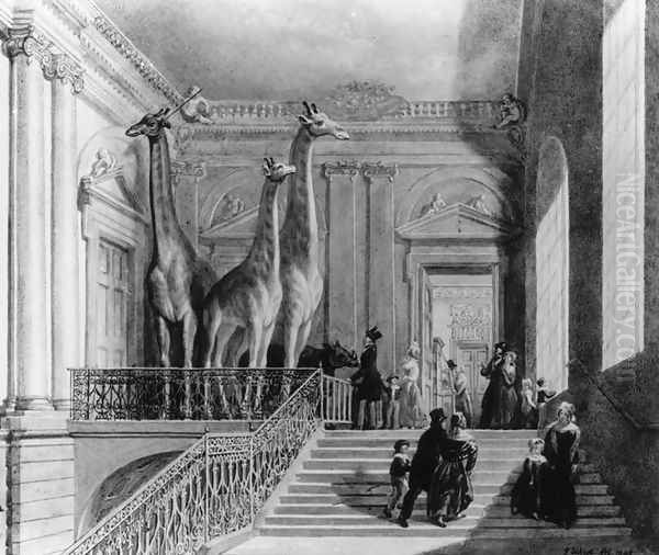 Giraffes on the staircase in the British Museum, 1845 - view 1