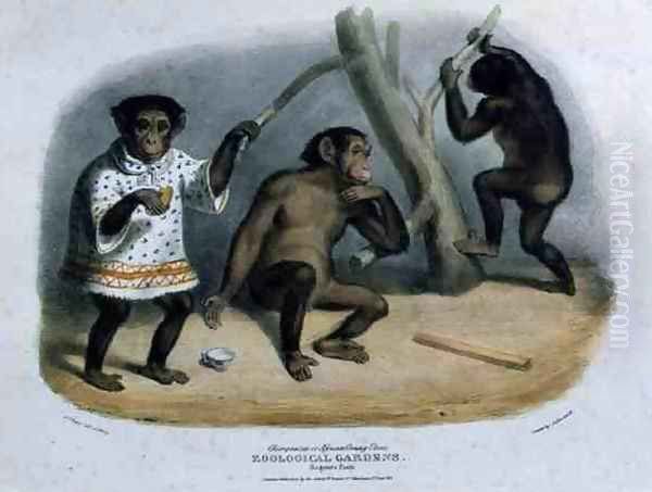 Chimpanzee or African Orang-Utan at the Zoological Gardens, Regents Park, engraved and pub. by the artist, printed by Charles Hullmandel 1789-1850, 1835 - view 1