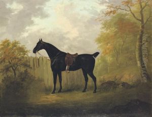 A Saddled Bay Hunter By A Fence, In A Wooded Landscape