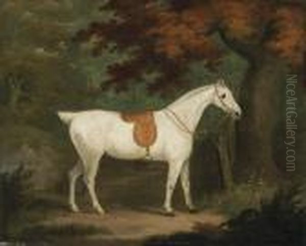 A Saddled Grey Hunter In A Wooded Landscape - view 1