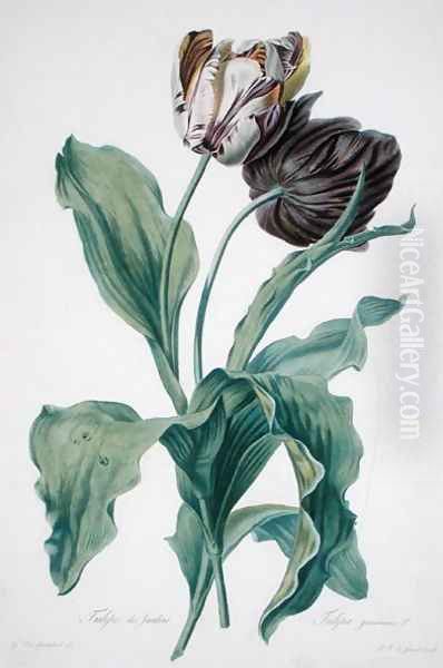 Garden Tulip, from Opera Botanica, engraved by Le Grand, published 1760s - view 1
