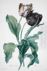 Garden Tulip, from Opera Botanica, engraved by Le Grand, published 1760s by Gerard Van Spaendonck
