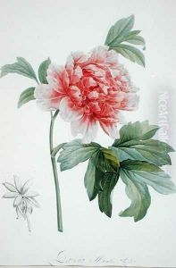 Peony, 1799 by Gerard Van Spaendonck