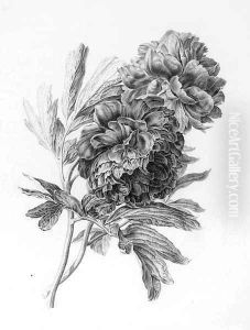 Paeonia officinalis (Double Peony) by Gerard Van Spaendonck
