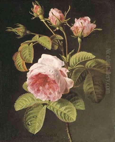 A sprig of pink cabbage roses - view 1