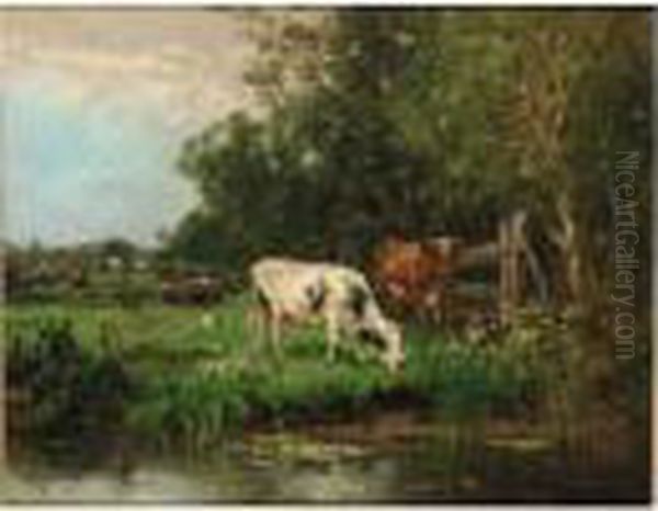 Cows Watering In A Meadow On The Edge Of A Forest - view 1