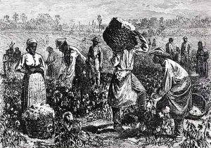 Slaves Picking Cotton on a Plantation by William Ludlow Sheppard