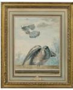 Pigeon Domestique Et Pigeon Ramier by Aert Schouman