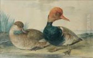 Couple De Canards Siffleurs by Aert Schouman
