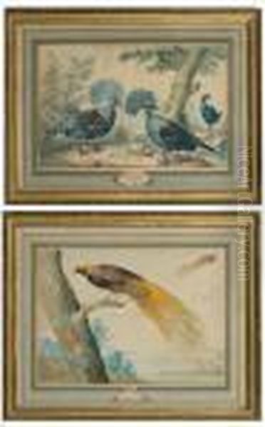 Goura (nouvelle - Guinee) Et Oiseau Deparadis - view 1