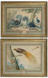 Goura (nouvelle - Guinee) Et Oiseau Deparadis by Aert Schouman