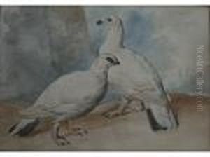 Ptarmigan; Parrots by Aert Schouman