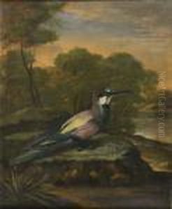 Martin-pecheur Dans Un Paysage Lacustre