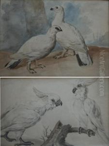 Ptarmigan; Parrots A Pair, The Former Signed by Aert Schouman