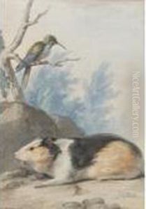 A Guinea Pig, With A Hummingbird On A Branch Above
