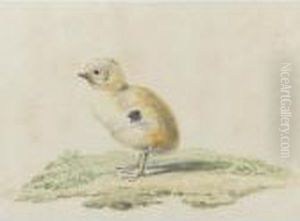 A Newborn Chick