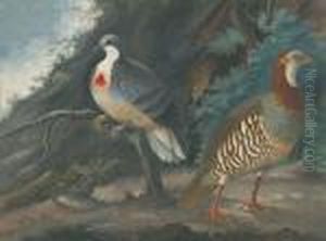 Perdrix Rouge Et Pigeon Ramier. by Aert Schouman
