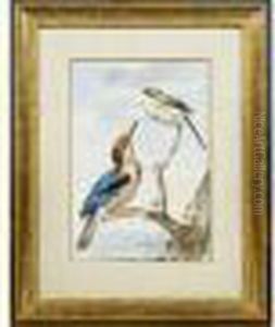 Oiseaux Sur Une Branche Oiseaux Sur Une Branche