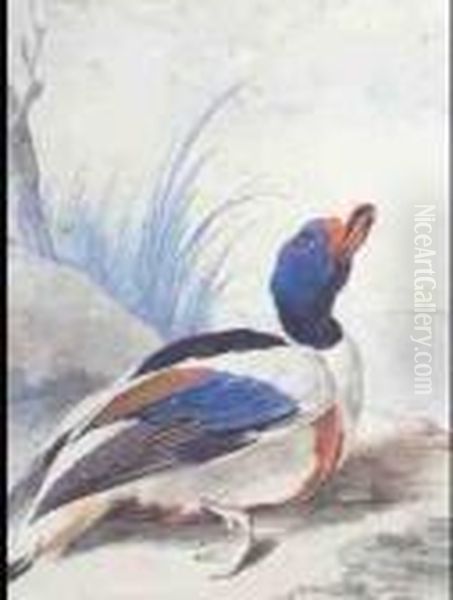 A Shoveler; A Shellduck, A Pair - view 1
