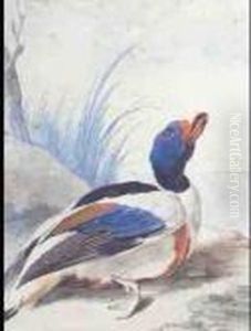 A Shoveler; A Shellduck, A Pair by Aert Schouman