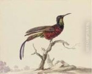 A Bird Of Paradise On A Branch by Aert Schouman