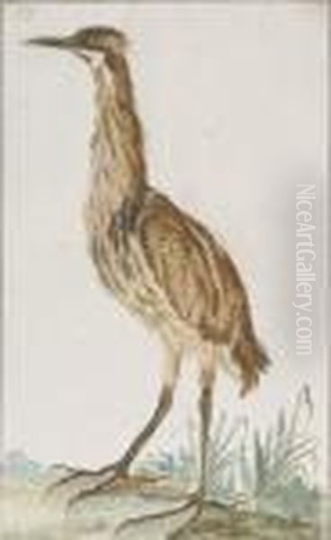 A Bittern (botaurus Stellaris) In Profile To The Left - view 1