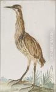 A Bittern (botaurus Stellaris) In Profile To The Left by Aert Schouman