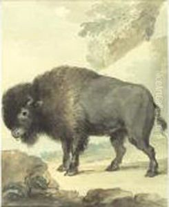Study Of A Bison by Aert Schouman