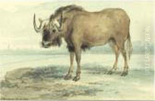 Study Of A Gnu - view 1