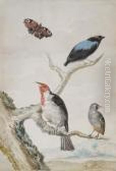 Study Of Three Birds And A Butterfly - view 1