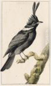 A Malay Jay by Aert Schouman