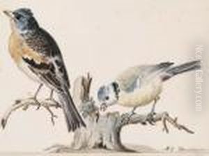 A Jay And A Bullfinch On Branches by Aert Schouman