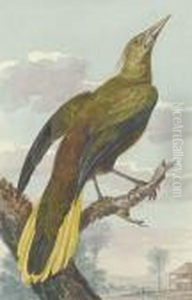 A Bird Of Paradise In An Exotic Landscape - view 1