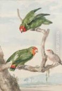 Two Green Parakeet And A Brazilian Robin Perching On A Tree by Aert Schouman