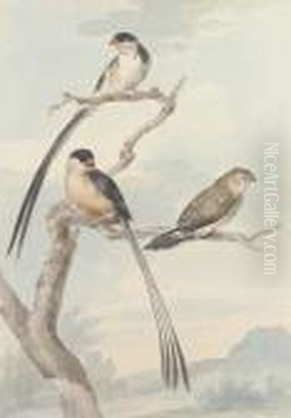 Two Long-tailed Tits And A Bunting - view 1