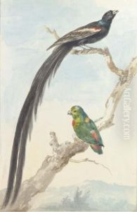 A Bird Of Paradise And A Parokeet A Bird Of Paradise And A Parokeet