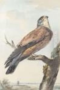 A Kestrel Perching On A Branch, A Windmill Beyond A Kestrel Perching On A Branch, A Windmill Beyond