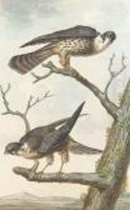 Two Merlins Perching On A Tree