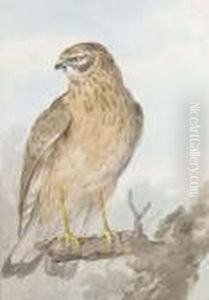 An Sparrowhawk On A Branch, Looking To The Left An Sparrowhawk On A Branch, Looking To The Left