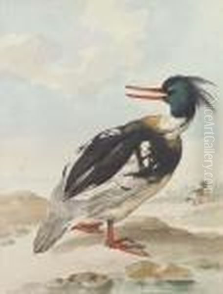 A Merganser Standing On Rocks With Another Behind - view 1