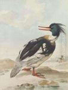 A Merganser Standing On Rocks With Another Behind