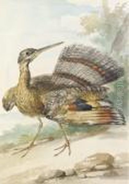 A Sun Bittern Displaying - view 1