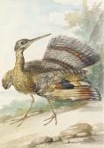 A Sun Bittern Displaying by Aert Schouman