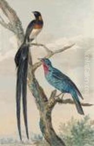 A Whydah Bird And A Continga by Aert Schouman