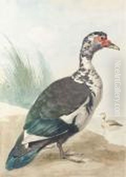 A West Indian Goose By A Pond - view 1