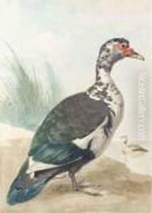 A West Indian Goose By A Pond by Aert Schouman