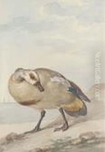 An Egyptian Goose On The Shore by Aert Schouman