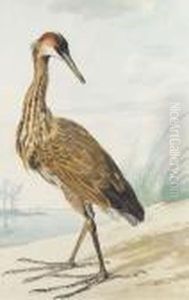A Purple Heron On A Sand Bank by Aert Schouman