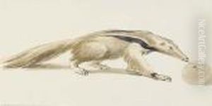 A Sleeping Dog; An Anteater; And A Resting Cow by Aert Schouman