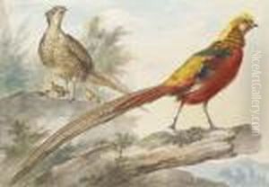 A Golden Pheasant Standing On A Log With A Female Pheasant And Herchicks Behind
